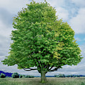 Color Tree