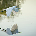 Last Flight of the Evening